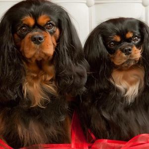 Meet your Posher, Rita carson